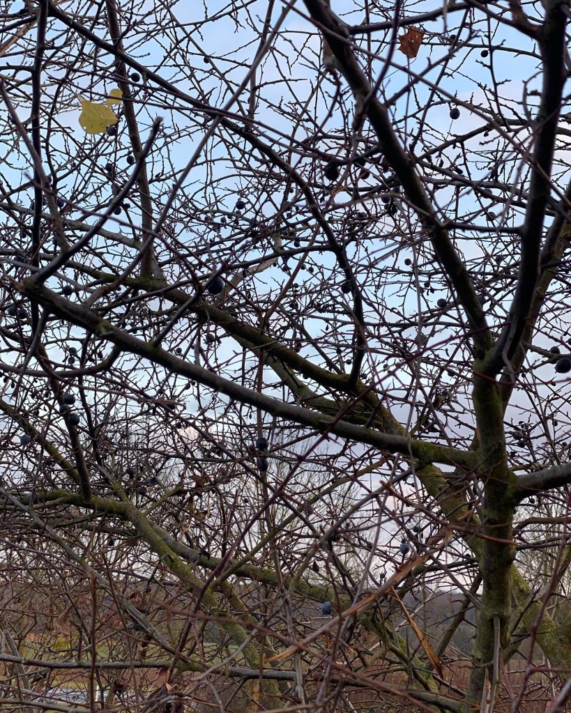Einzelne Schlehen am Strauch für Vögel und andere Tiere eine wichtige Nahrungsquelle