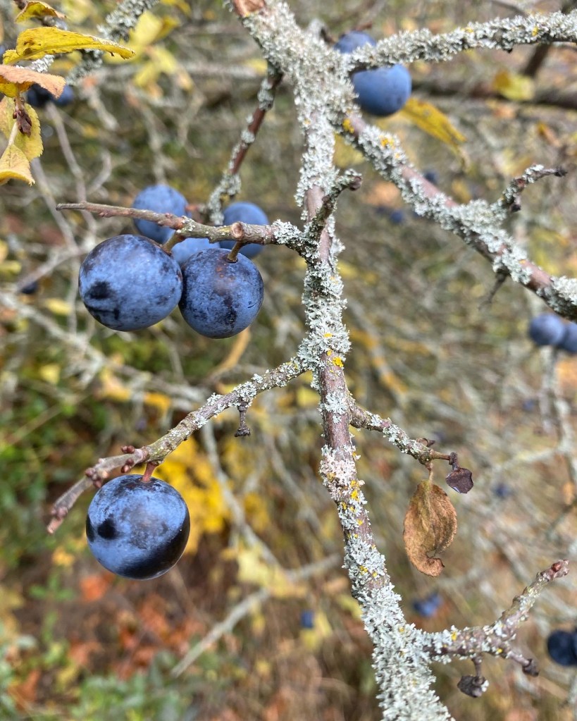 Dunkelblaue Schlehen am Ast