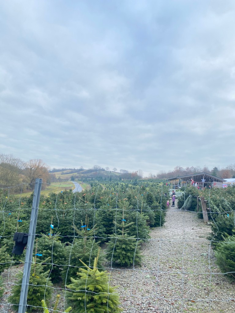 Weihnachtsbäume soweit das Auge reicht in Lindelbach bei Würzburg regional und nachhaltig kaufen