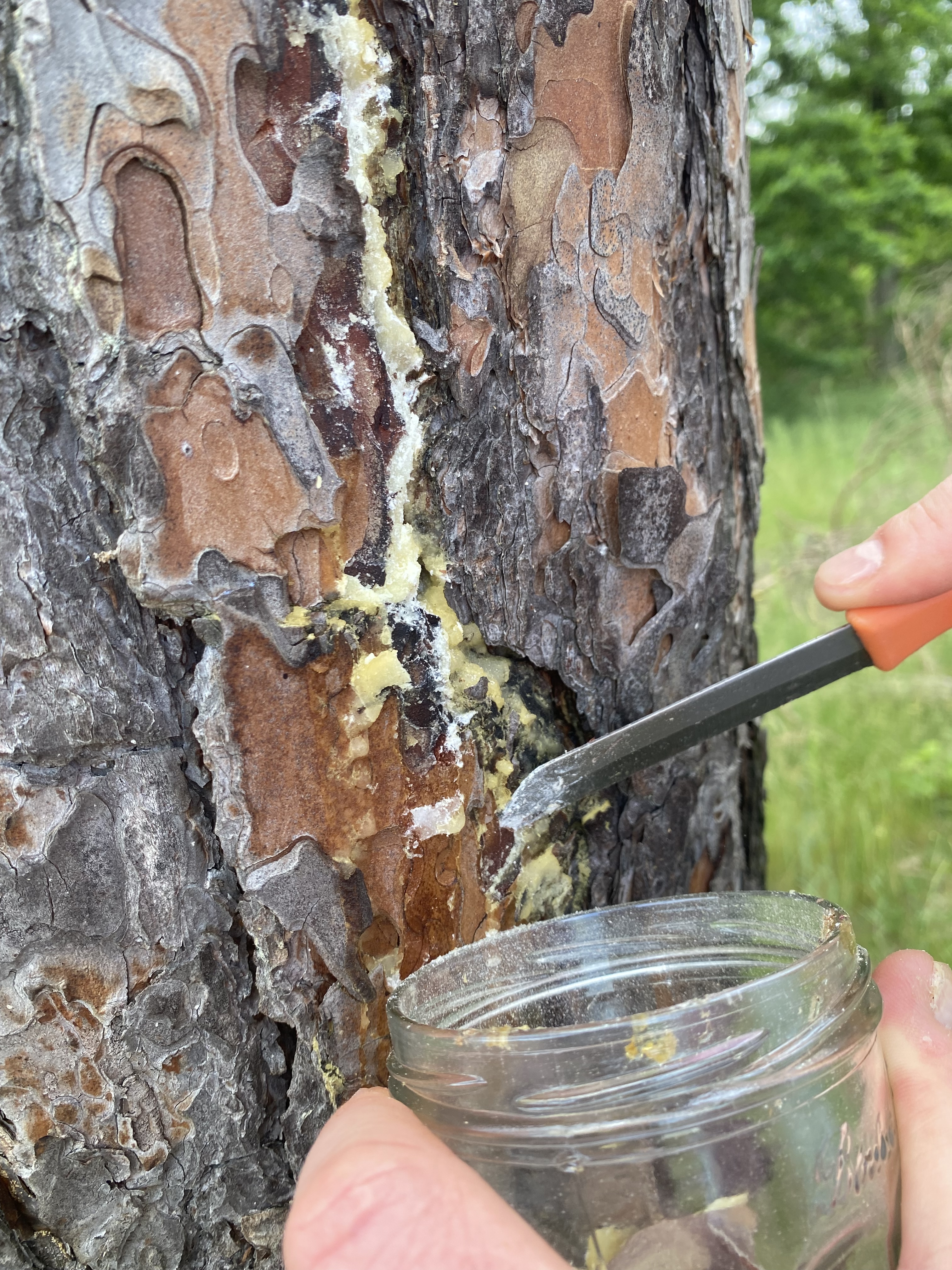 Detailaufnahme Glas mit Kiefern Harz