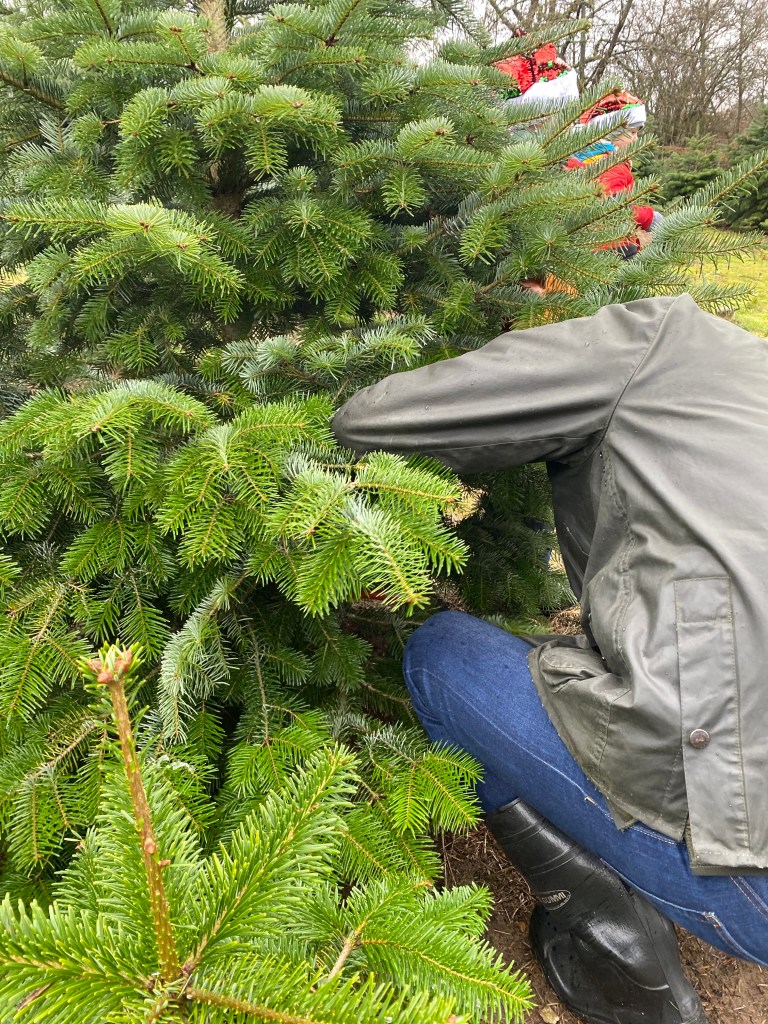 Weihnachtsbaum regional und nachhaltig zum selber sägen für den Bericht auf dem Blog nachhaltigerundgenuss.com