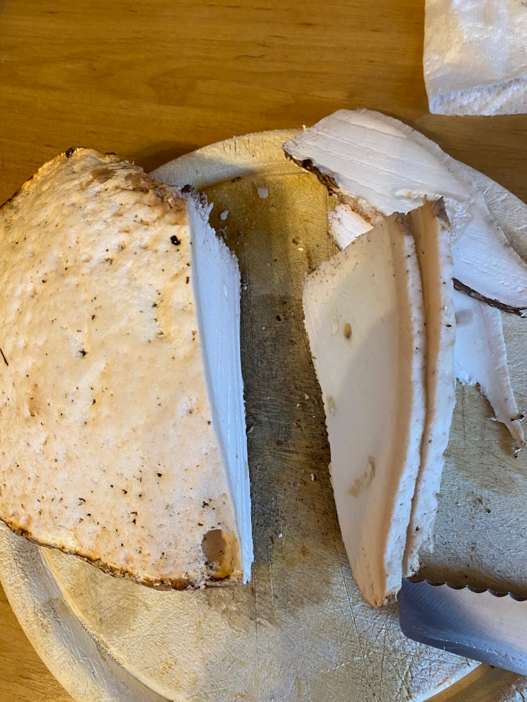 Frischer Birkenporling Pilz aufgeschnitten