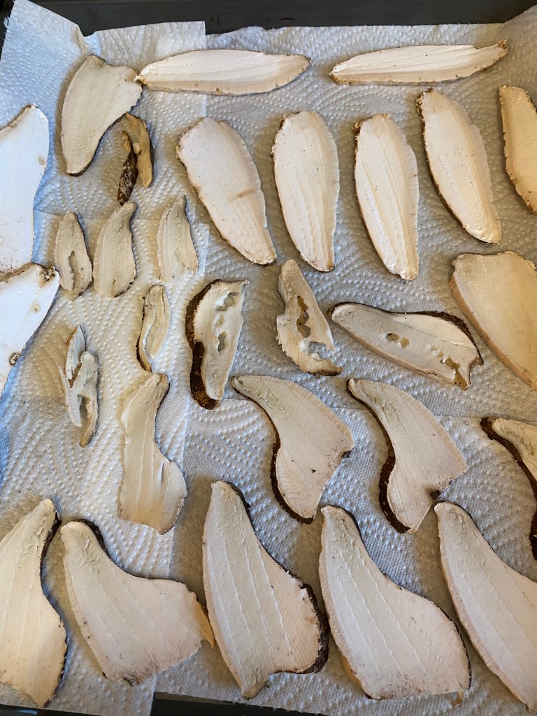 Birkenporling Pilz Scheiben zum Trocknen auf Blech