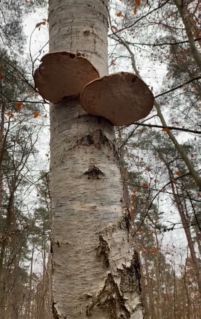 Zwei Birkenporling Pilze im Wald