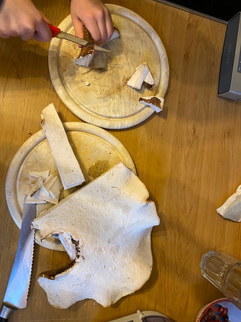 Zerkleinern des Birkenporling Pilzes nach dem Sammeln