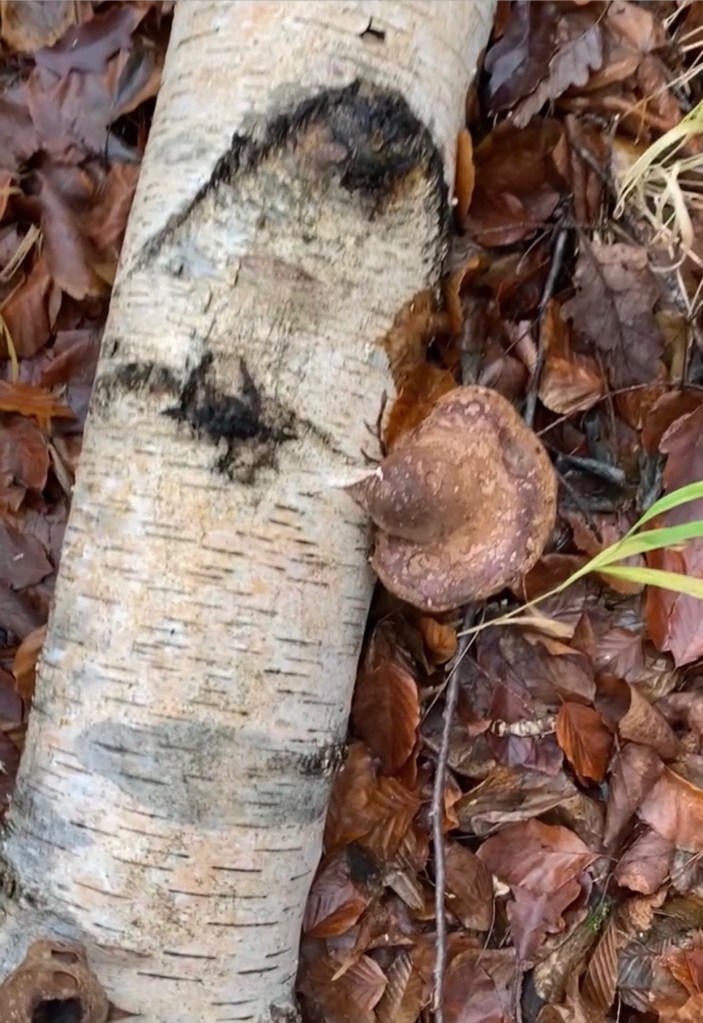 Birkenporling Pilz an abgestorbenem Birkenstamm im Wald