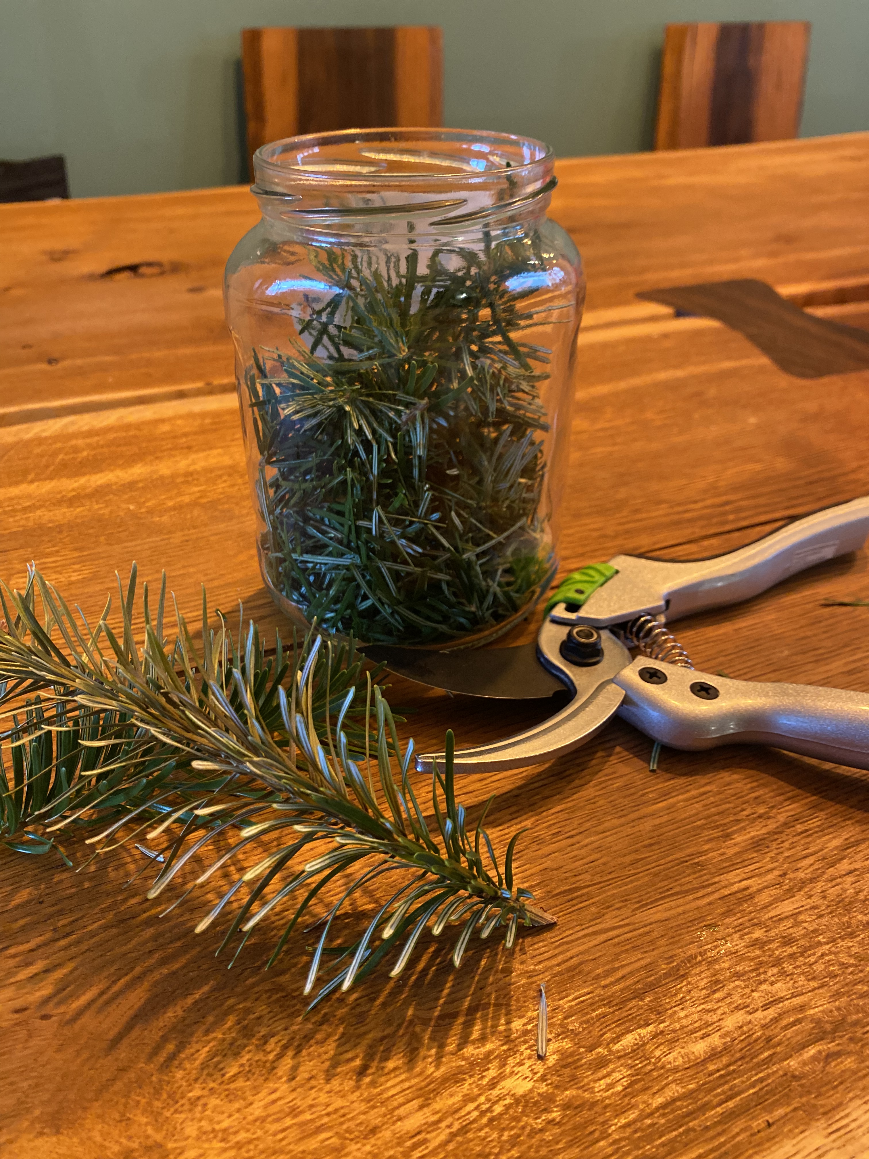 Tannennadeln für ein Mazerat