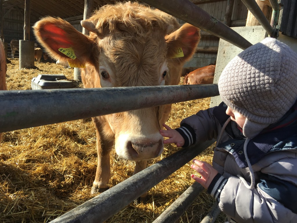 Kuh im Tierpark für Beitrag Gründe für eine pflanzlichere Ernährung auf Blog für nachhaltiger Lifestyle nachhaltigerundgenuss.com