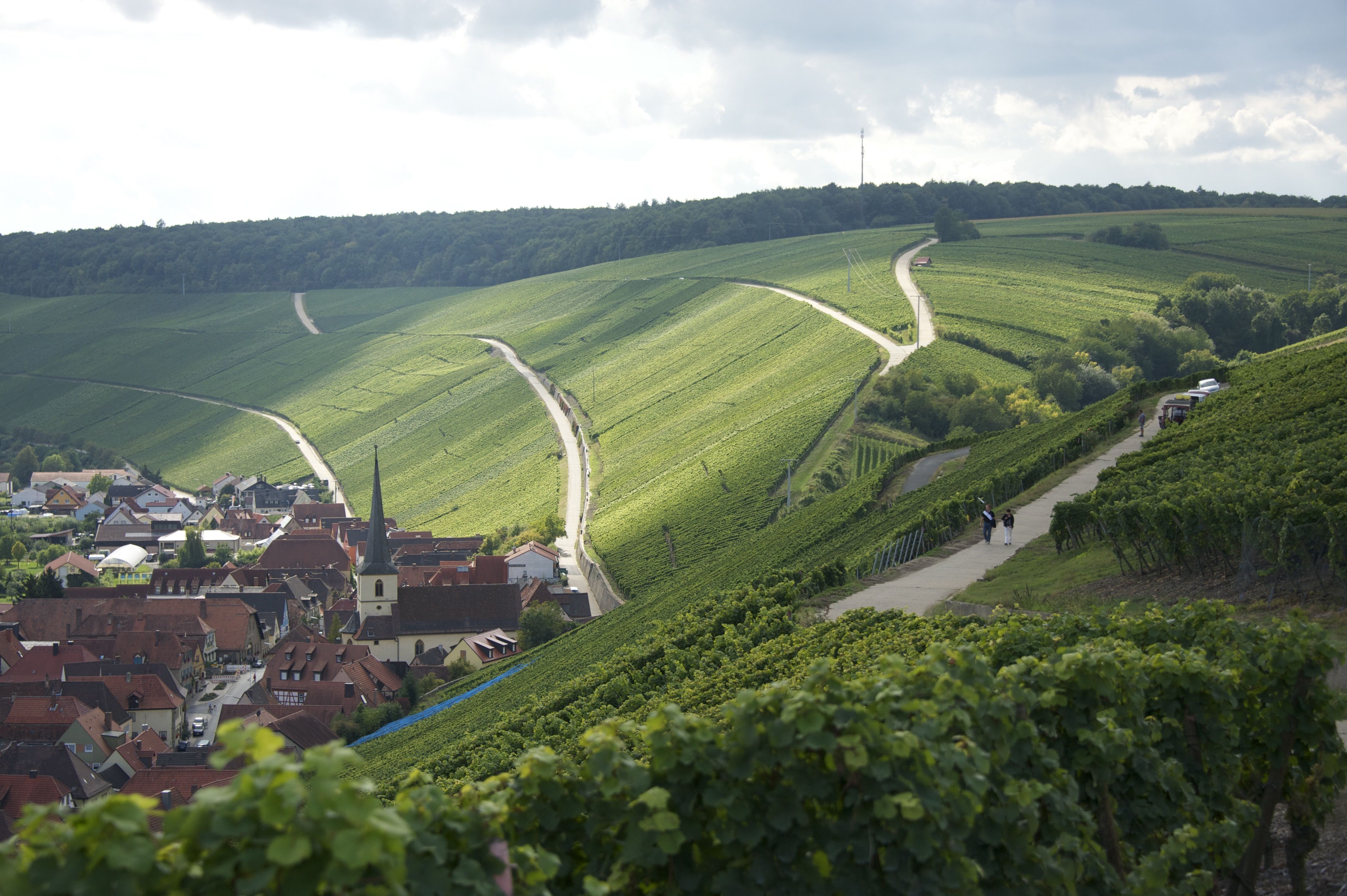 Weinberge unterhalb der Vogelsburg mit Blick auf Escherndorf wo das Weingut Rainer Sauer ist