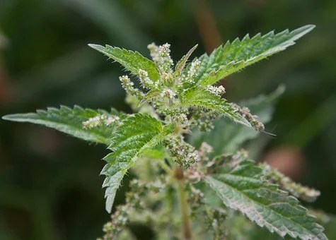 Brennnessel Samen sind überaus gesund und lecker