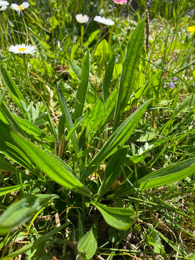 Spitzwegerich und Gänseblümchen für diy Hustensirup