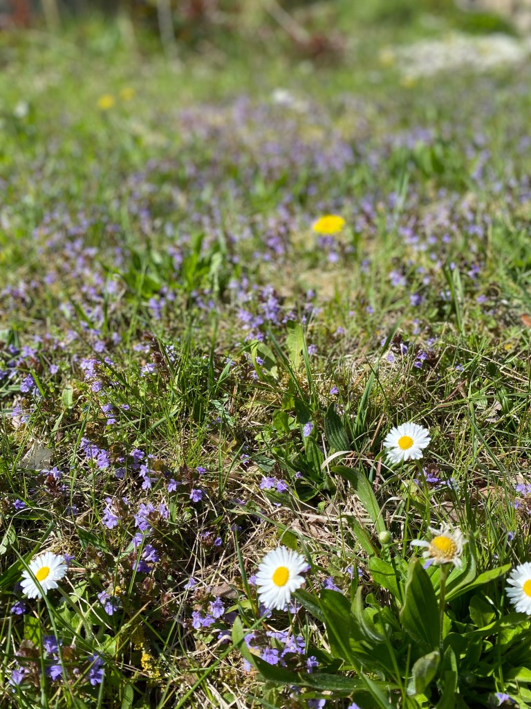 Die Heilkraft der Natur nutzen, Anna-Lena Tacke‘s Rezept für diy Hustensaft