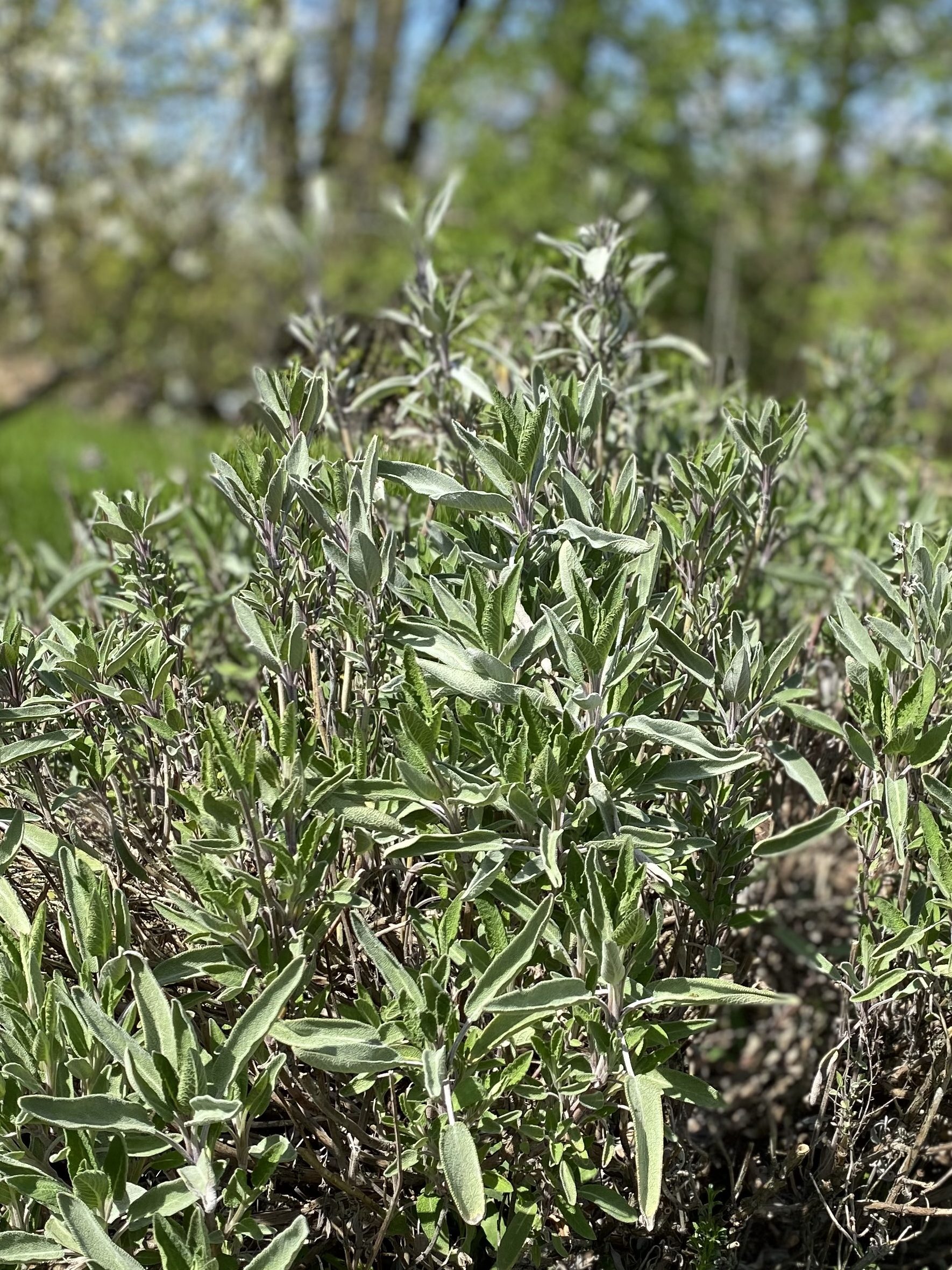 Salbei für natürlichen diy Hustensirup, Rezeptidee von nachhaltigerundgenuss.com