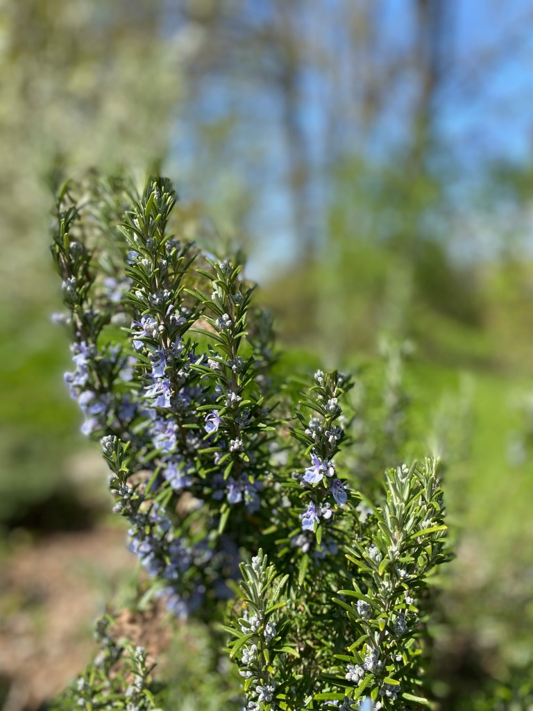 Blühender Rosmarin für natürlichen diy Hustensirup
