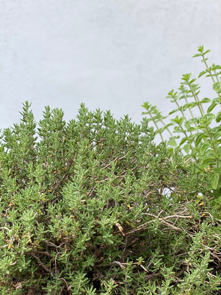 Thymian für diy Hustensirup im Blog von nachhaltigerundgenuss.vom