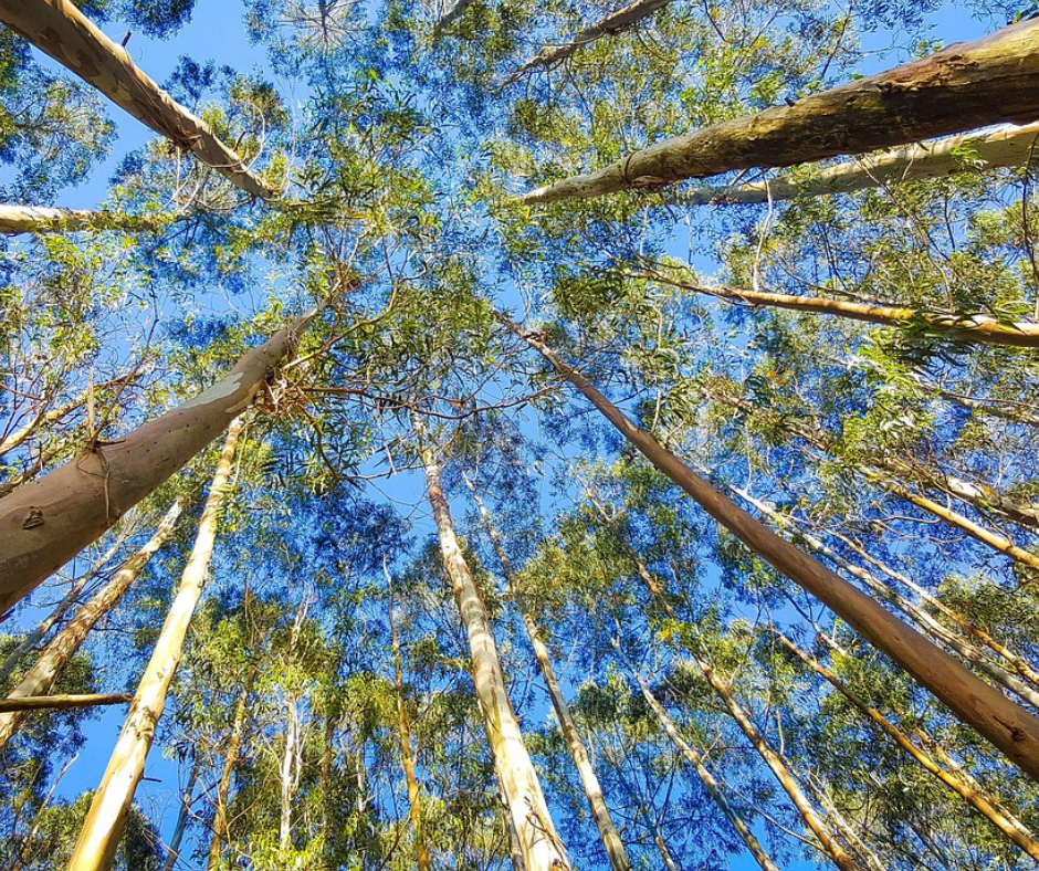 Nachhaltige Hygiene: Warum recyceltes Toilettenpapier die umweltfreundliche Wahl ist