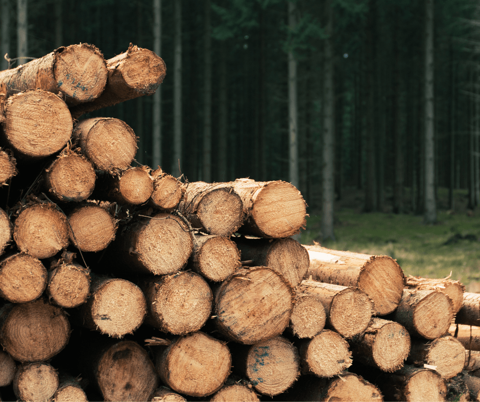 Umweltfreundliches Toilettenpapier: Warum recyceltes Papier die beste Wahl ist